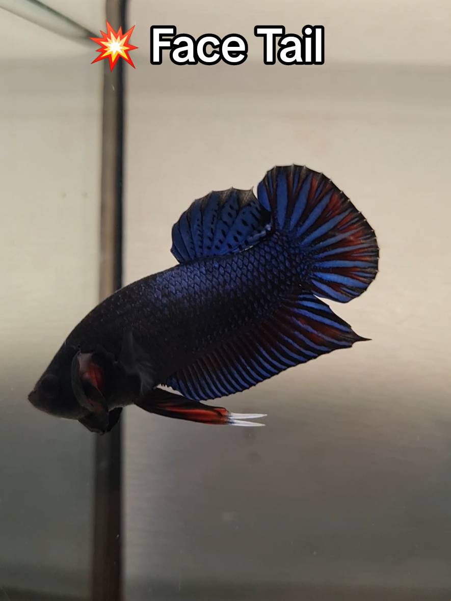 Betta Fighter Batch P-469 💥Face Tail, Shipping Worldwide. Fish same batch available. #bettafighter #bettafighterbetta #fightingbetta #bettaplakat 