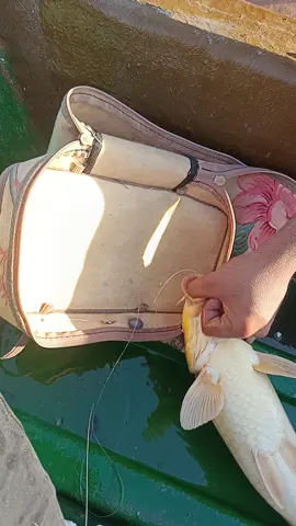 #هههههههههههههههههههههههههههههههههههههه #صيد #السمك #شعب_الصيني_ماله_حل😂😂 #دوده 