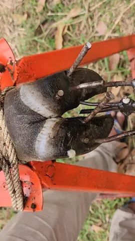 #TheHoof #HoofCare #HoofCleaning #CowHoof #HoofMaintenance #FarmLife #CleanHooves #CowCare #HappyCows #HoofHealth #HoofSpecialist #DairyFarmCare #HealthyHooves #CowHygiene #FarmCareTips #HoofTrimming #CowHygieneCare #HoofCleaningTips #ProfessionalHoofCare #HoofFix #FarmLifeUK #FarmLifeUSA #AgricultureLife #DairyFarming #CattleCare #CowLife #DailyFarmWork #FarmMaintenance #FarmWorkLife #LivestockCare #CleanCowFeet #FarmingTikTok #FarmCleanUp #HoofHacks #SparklingHooves #CowFootCleaning #CowLove #DairyLife #HoofDoctor #FarmingWithCare #FarmEducation #HoofCleaningPro #FarmVibes #BehindTheFarm #CowWellness #FarmTutorials #CowsOfTikTok #FarmingGoals #HoofStories #HealthyCattle 