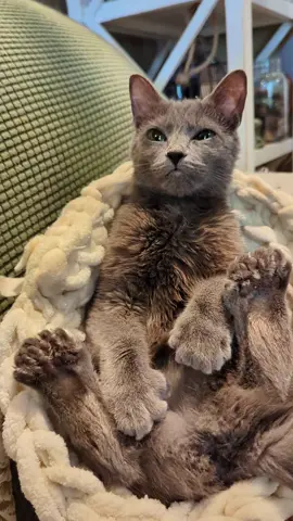 Clean beans for lunchtime! #polydactylcat #catsoftiktiok #kittensoftiktok #greycat #viralcat 