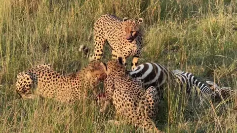 Cheetahs finally brought down a young zebra just before dark.. #masaimara #safari #creatorsearchinsights #cheetah #bigcats 