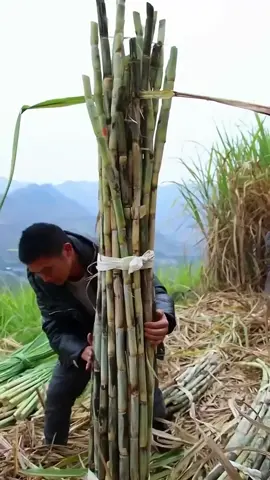 #farmer #farmlife #FoodTok #foodsoftiktok #harvest #countrylife