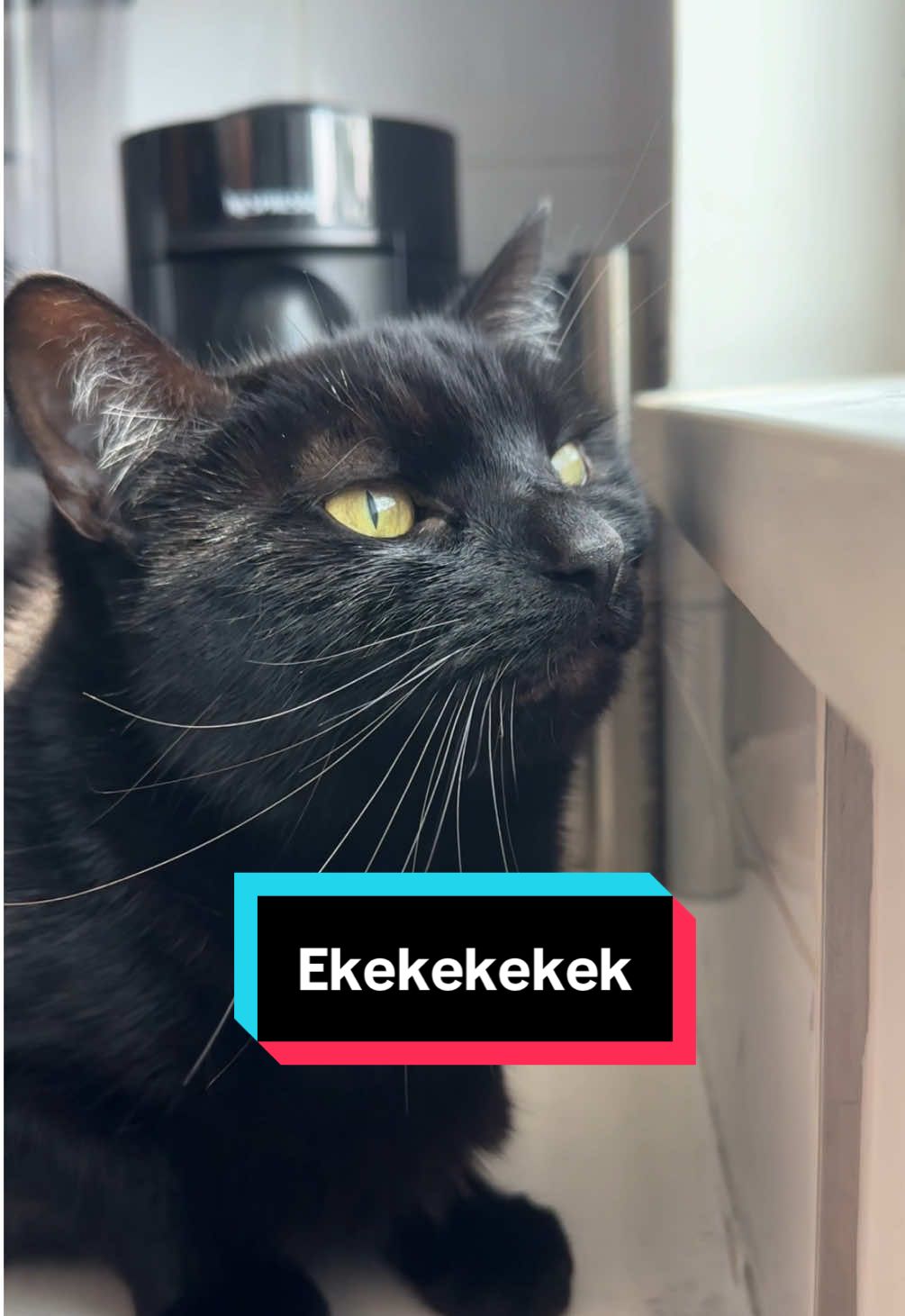 Tippi is going to share one of her many favorite hobbies with you and you’d better watch!  @Alyssa  #ekekekkekkek #catsoftiktok #tippitok #catnoises #ek #catfunny #gatonegro 