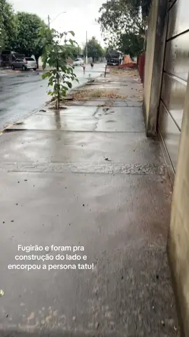 cachorros tatu!