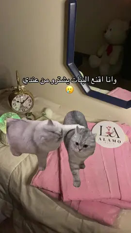 #alamo_butik #cat #مشروع #تسويق #دلوعة #لبس_محجبات #MemeCut #Meme #MemeCut 