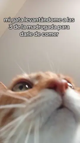 ya LEVANTATE rata 🤬🗣 #duo  #grow #goviral #cat #tiktok #funny #VoiceEffects #explore #catsoftiktok #edit #humor #explore #fypp #makeup #foru #foryou #mascotas #gatos #gatostiktok #cattiktok #fyp #viralditiktok #viral_video 