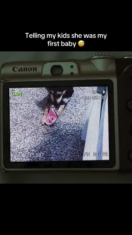 Kiwi is my first baby indeed, we have lived so many things together 🤍🤍🤍🤍🐾#CapCut #dogmom #dogmomlife #bestfriend 