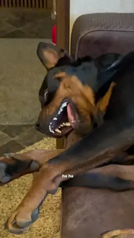 He intentionally acts out to get my attention when I’m working. 😂🤣 ##kevintherescuerott##rottweilers##rottierumble##rotten##spoileddog##neurodivergent##chronicillness##comedy##millennial##dysautonomia##singlemom##rvlife##boymom