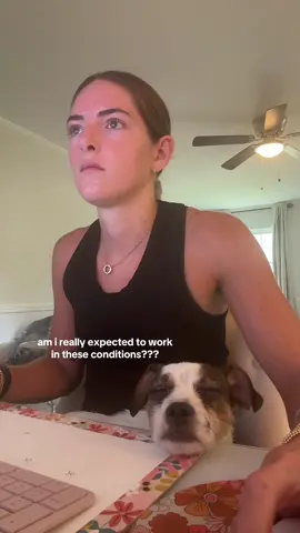If you’re looking for a work buddy TINKERBELL IS YOUR GIRL 😭😭😭 #brunotheboxer #dogsoftiktok #dogs #boxer #shopping #rescuedog #adopt #work #workfromhome #wfh 