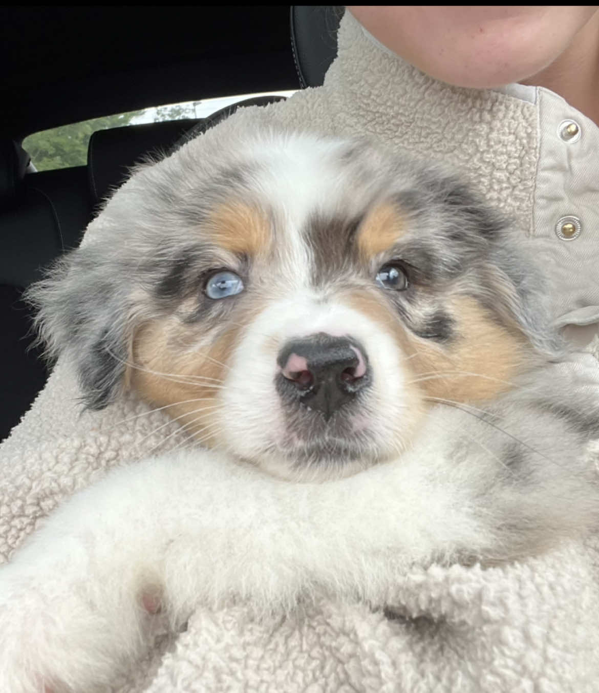 We didn’t really know her yet. But we knew she was the best choice we’ve ever made. 🐶🐶🐾 #nevatheaussie #dogsoftiktok #puppylove #cutedog #doglover #dogtok #fyp #australianshepherd #aussiepuppy #aussiethings #aussielife #puppygrowth #australianshepherdsoftiktok #australianshepherdpuppy #Love #laugh #angel #drive #drivehome 
