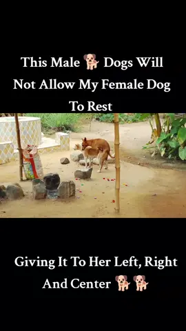 Male Dog 🐕 and Female Dog 🐕 Mating #fyppppppppppppppppppppppp #goviral #2025 