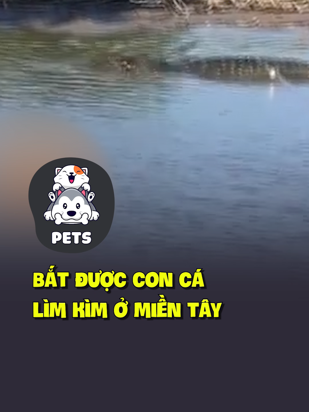 Bắt được con cá lìm kìm ở Miền Tây 😂 #shorts #pets