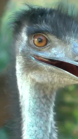 🔎 Fact of the day Did you know? In 1932, the Australian Government launched a military operation to control emus damaging wheat crops – and lost. The crop-stealing birds outran, outsmarted and outlasted the Army. #ausgeo #DidYouKnow #factoftheday #emus #australia #wildlife