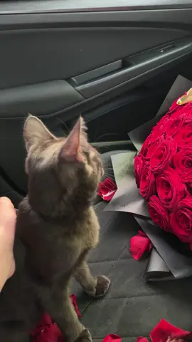 🐈‍⬛🥀 #illyrianflowers #catsoftiktok #cutecat #catvideo #catsandflowers #catlovers #flowercat #petsoftiktok #aestheticcat #catmoments #kittylove #floralvibes #flowerpower #bloomsandpaws #cozycattok #meowmagic #gardencat #purrfection #springvibes #catlife #plantlover #flowersoftiktok #naturevibes #felinebeauty #serenecat #calmingcontent #dailycat #cattherapy #relaxingvibes #gentlecat