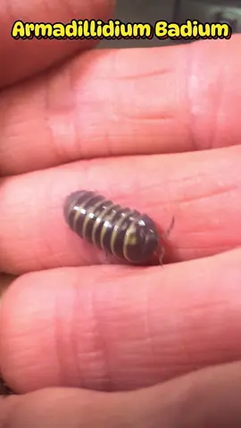 A. Badium is a fascinating isopod originating from the Mediterranean region. They are known for their bumble bee like striping, but their patterns vary quite a bit. Some being high yellow, mottled, or just plain black. They are an easy isopod to culture and can be quite prolific once established. Great for beginners and experienced alike! #isopodfactory #isopodsoftiktok #shopisopods #bioactive #rolypoly #pillbug #cleanupcrew #invertabrates #terrarium #vivarium #armadillidium #armadillidiumbadium #badium #badiumisopod #bumblebeeisopod #beginnerfriendlyisopod 
