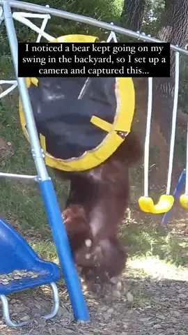 She runs up to that swing like it’s the love of her life 😭 (Wildlife_foothills_ca) #bear #bears #wildlife #wild #pubity