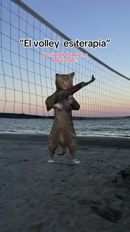 Y si pasa 😭😭 #yo  #Meme #cat #volleyball 