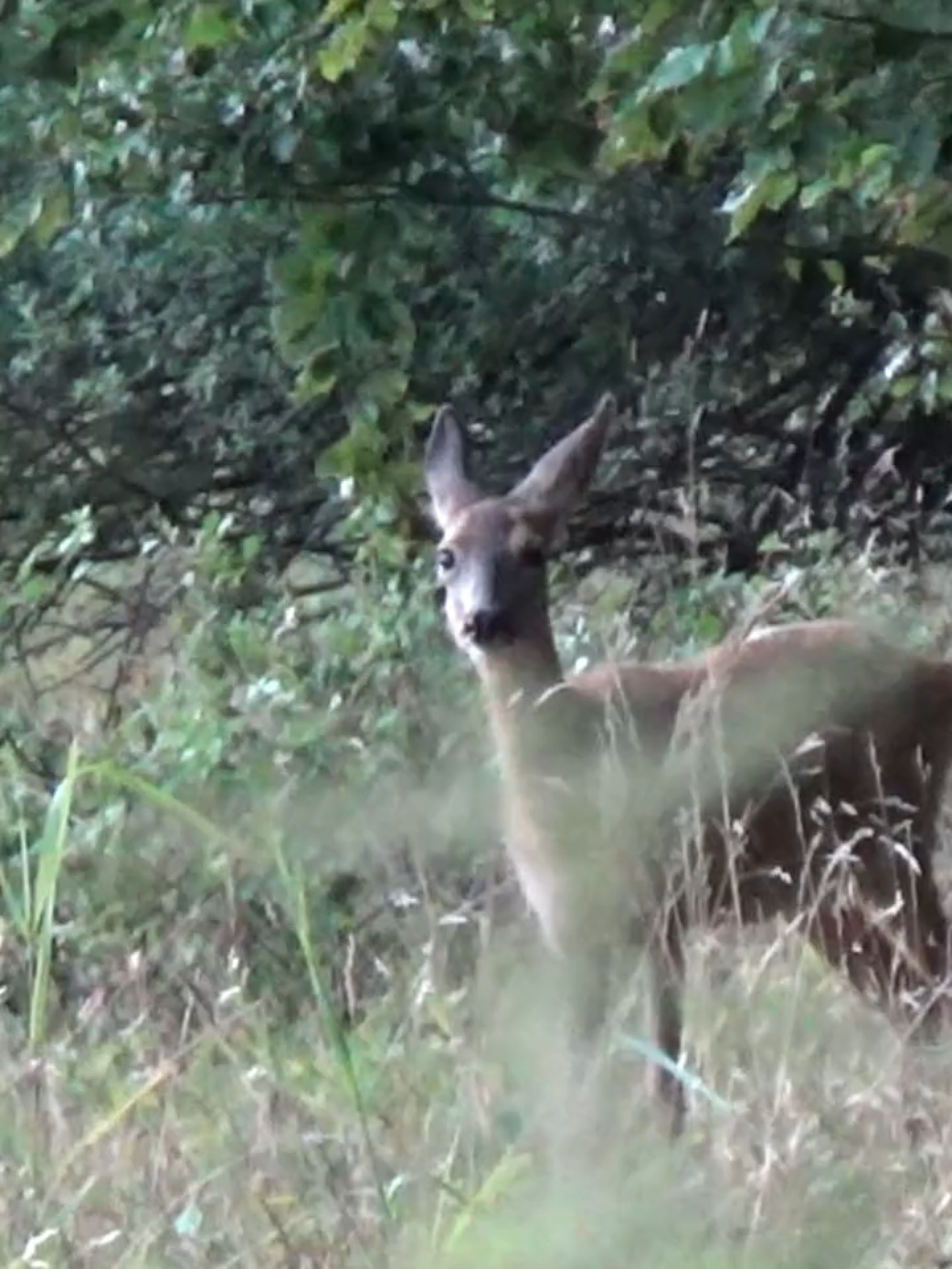 A rare moment: midday silence, and then—she appeared. Sometimes, nature rewards the still. #NatureTok #WildlifeClip #RoeDeer #ForestAnimals #SilentNature #DeerEncounter #WildlifeGermany #DeerWatching #ForestSilence #DeerInTheWild #Waldbeobachtung #DaylightWildlife #NaturMoment