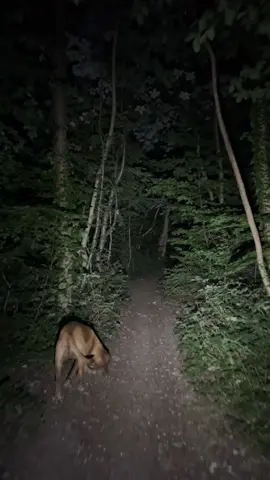 Two minutes of footsteps on gravel walking through the woods at night with my best friend 🌒🐕🚶 #gooutside 