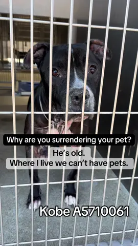 Update: Rescued by Grandmas Barn Rescue and Sanctuary. #pitbull surrendered for being too old. #losangeles #fyp  #A5710061 #pitbullsoftiktok #dog @Honey32🍯 posted his freedom walk 🥹