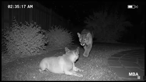 😖😮 #bulldog #frenchies #video #aivideos #ai 
