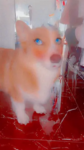 #corgi 