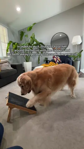 Now how do I get the back paws tho #doggrooming #goldenretriever #enrichment #tiktokshop #scratchboard 