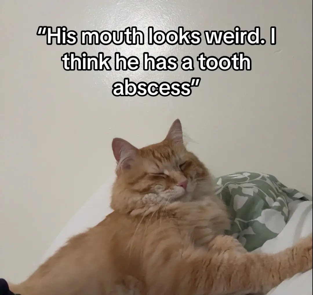 #cat #catsoftiktok #fuckcancer #fypシ #fyp #anaplastic #cancer 