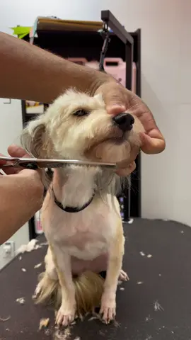 Não faça um buraco no seu cachorro 😱 #petshop #petlovers #pet #banhoetosa #foryou 