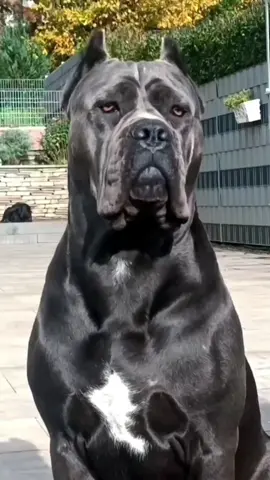 #canecorso #curiosidades #cachorros 