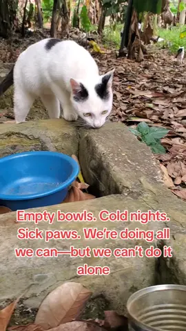 Every meow is a plea. Allan House of Cats needs your love today more than ever.#HelpCatsInNeed #HelpCatsInNeed #CatHealth #feedahungrycat #FeedARescue 