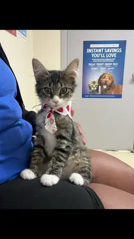 Look who’s 12 weeks old my girl Stitch🥰 she did so well for her appointment 💙