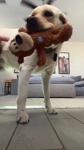 No dogs were harmed #dogsoftiktok #puppiesoftiktok #labradorretriever #bassethound #funny #viral 