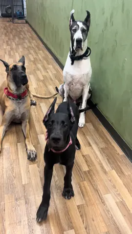 Hey! Meet the Danes, the little pink one is Dolly 🎀 #greatdane #dane #puppy #greatdanepuppy #dogtok 