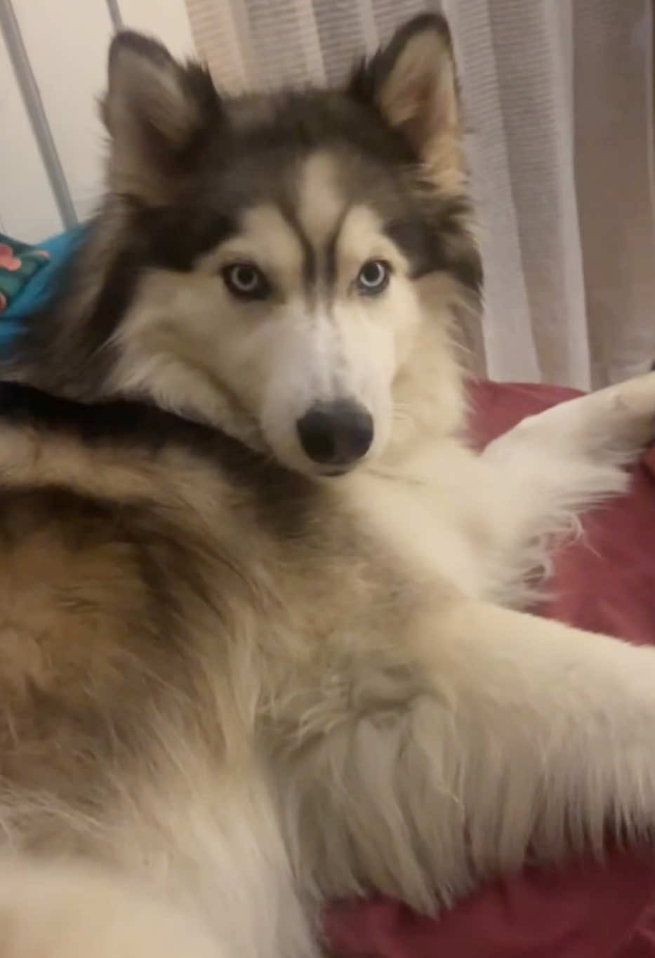 She’s cute and fluffy and don’t call her fat. #huskies #fluffy #huskylife #huskylife #huskydramaqueen 