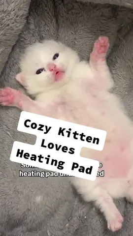 You really have to be careful with stuff like this because a kitten like that could turn into too much of a lazy, little melted marshmallow! 🤣😹💕 (Via -  Jozey B.) #kitten #CatsofTikTok #Cute #fyp