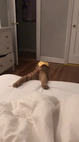 my cat is so dramatic bc why did he fall off the bed like that 😭😭😭✋🏽