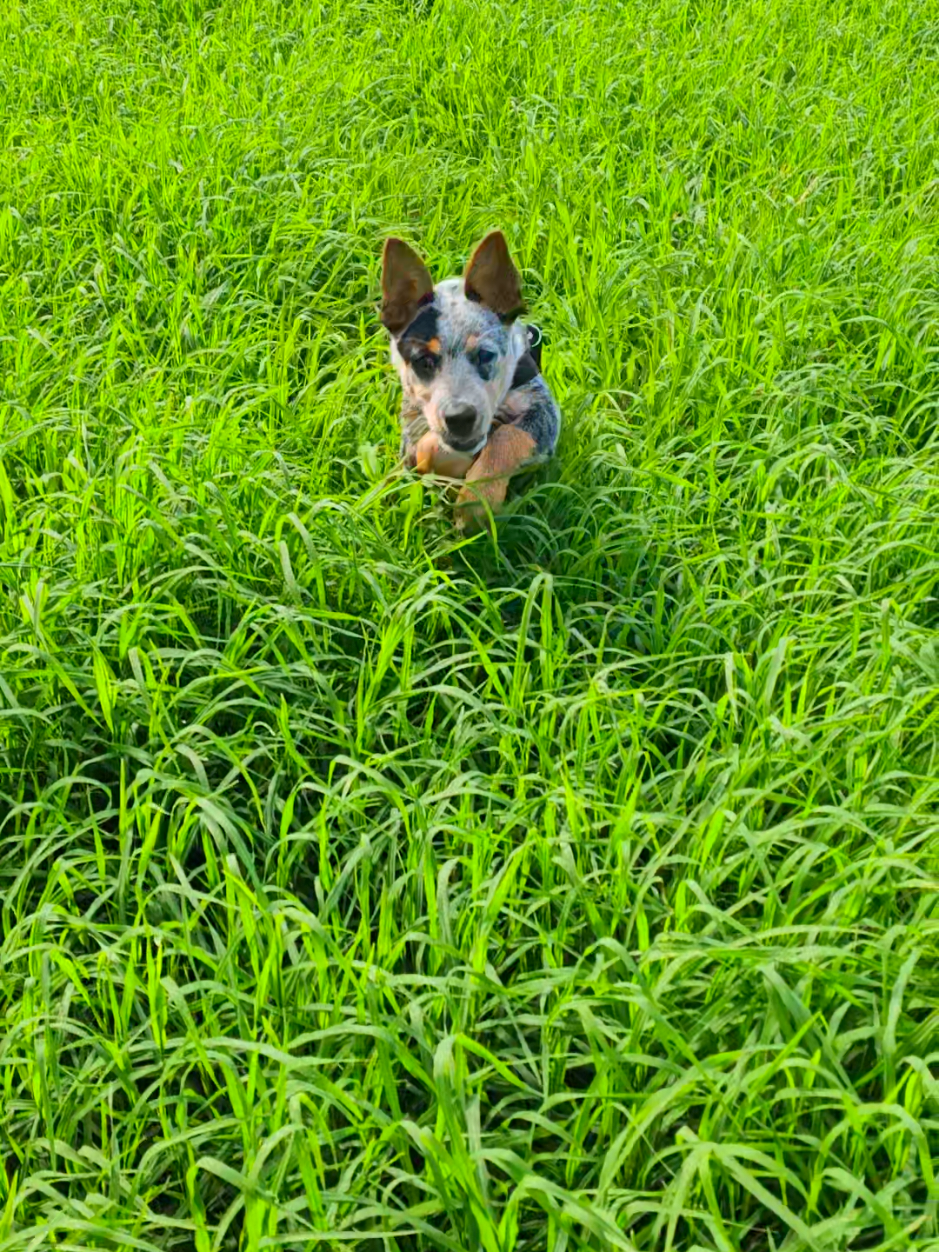 #perros #doglover #dog #pastoraustraliano #blueheeler #pet  Lana la coneja, lana la oveja 