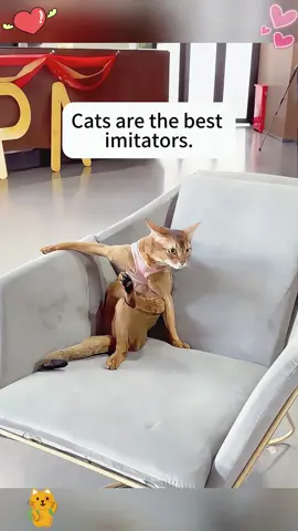 Cats learn from humans 🥹🥹🥹#cat #tiktok #animals #funny #hahaha #humans 