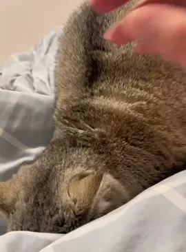 Cat:sorry,we’re not that familiar yet!#cat #funnycat #cats #funnyvideos #fyp 