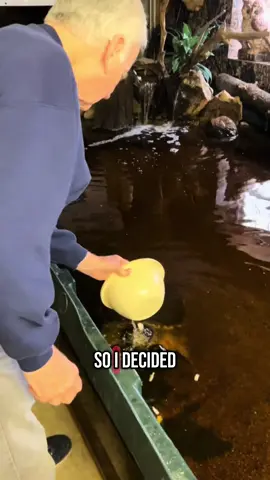 Sharing this video would mean the world to me  🥹🐢❤️ #turtles #support #shelter #boost #cute #oldman #animallover #turtlesanctuary #handmade #help 