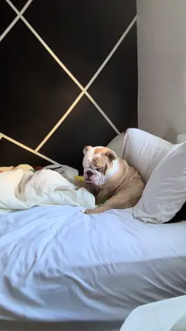 falling asleep while sitting …. this is pretty much the reason why I chose him #dogsoftiktokviral#englishbulldog#babyboy#englishbulldogsoftiktok 