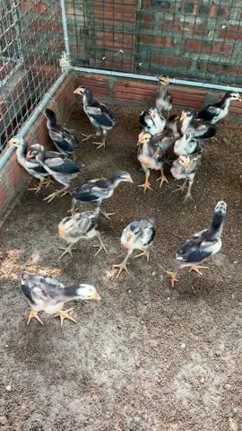 Gà con 1 tháng tuổi 🥰#ga_choi_viet_nam☘️😘♥️  @Thợ Đúc Gà 35  ( Tùng Nguyễn) 