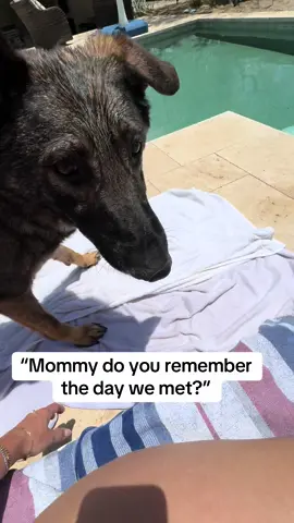 Forever my baby boy ❤️ #germanshepherd #dogsoftiktok 