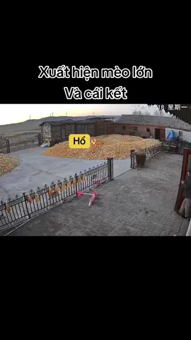 tuổi này khó bảo lắm#xuhuong #thinhhanh 