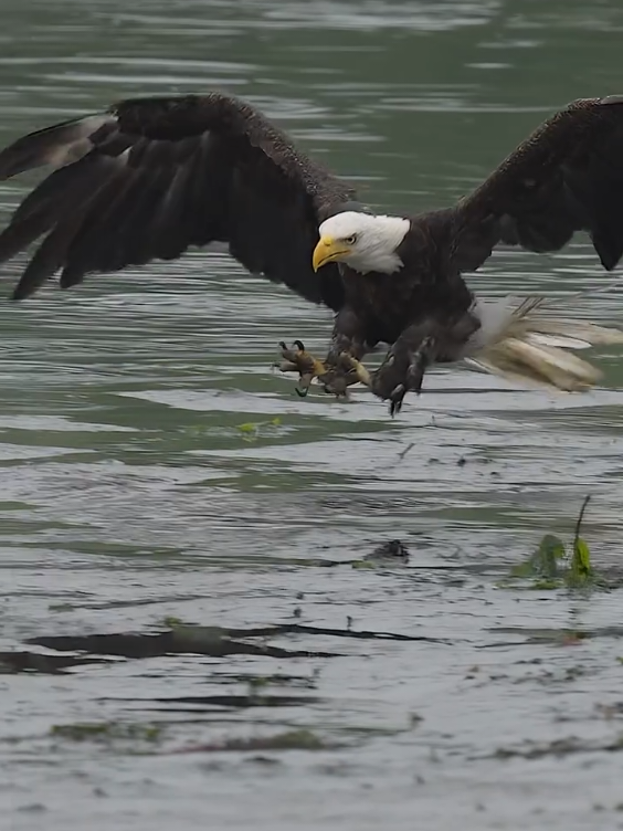 Eagle hunting #eagle #flying #birds #birdsoftiktok #beautifulbirds #wildanimals #wildlife #animals #viral #viralvideo 