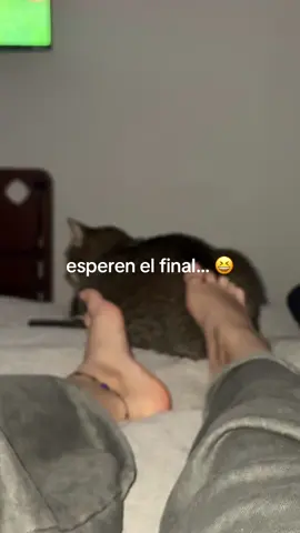 se enoja cuando lo toco así 🤣 perdón gato 