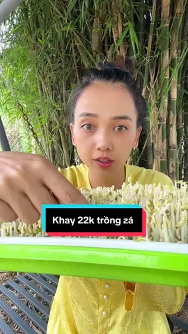 Khay trồng giá không cần tưới rất là đơn giản mà lại có giá sạch ăn tại nhà !!#xuhuong #xuhuongtiktok #tiepthilienket #khaynhuatronggia #khaytrongraumam 
