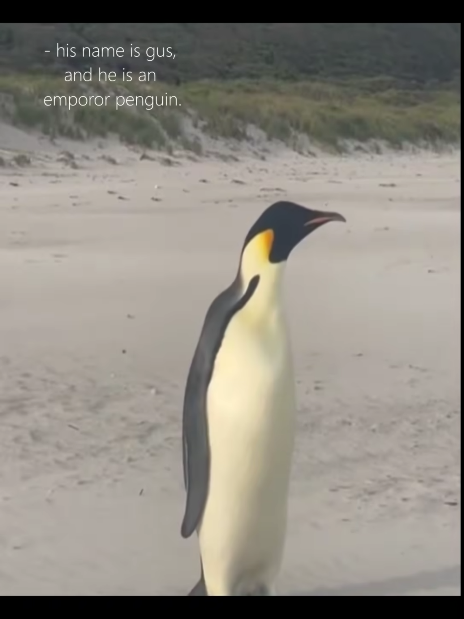 penguin journeys. #nartballs