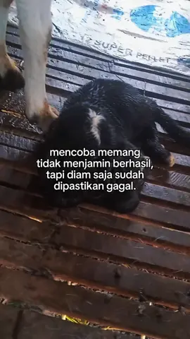 Malika🤪#peraskaligesing #peternakmilenial #etawagank #fypage